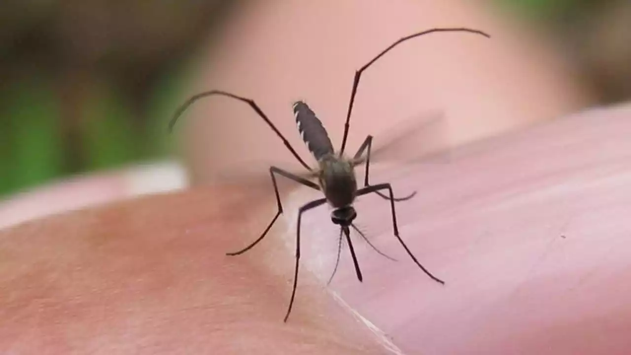 West Nile virus found in 2 mosquito traps in Georgetown