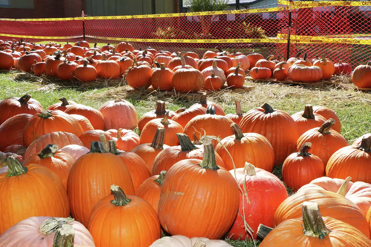 Why you're better off buying a pumpkin than trying to grow one in Houston