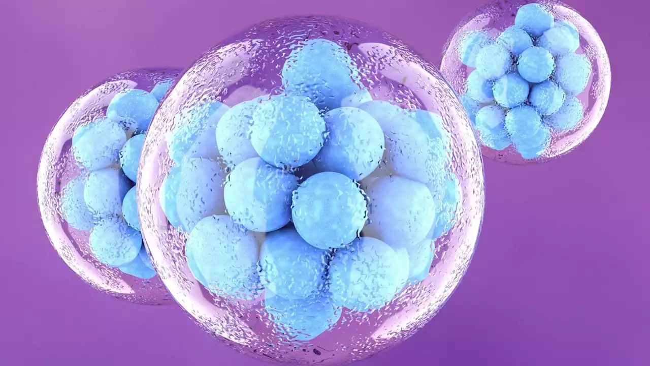 A mathematical model could make a new epoch in stem cell treatments