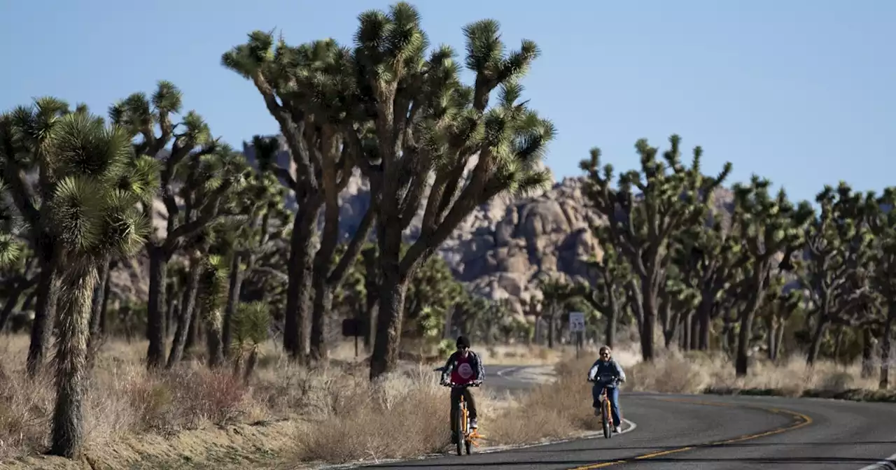 California delays decision to list Joshua tree as threatened