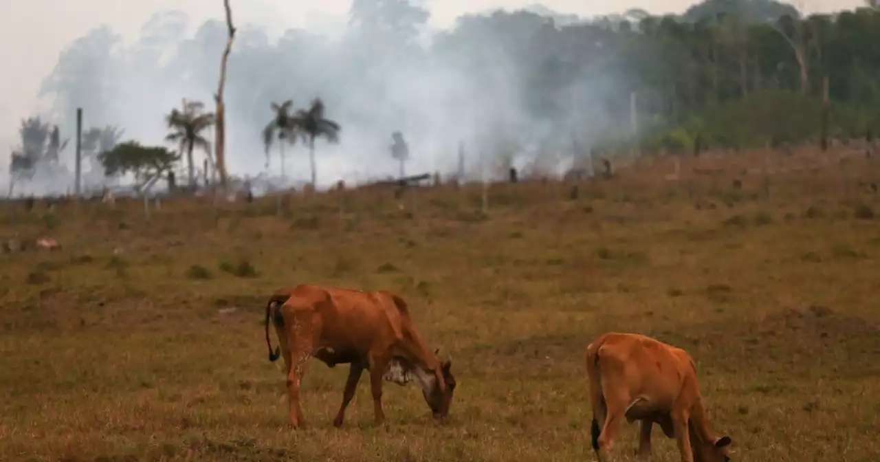 Animal populations shrunk an average of 69% over the last half-century, a report says