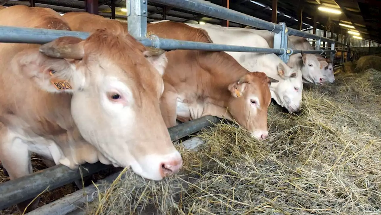 Bien-être animal : un abattoir qui se veut 'exemplaire' inauguré près de Bordeaux