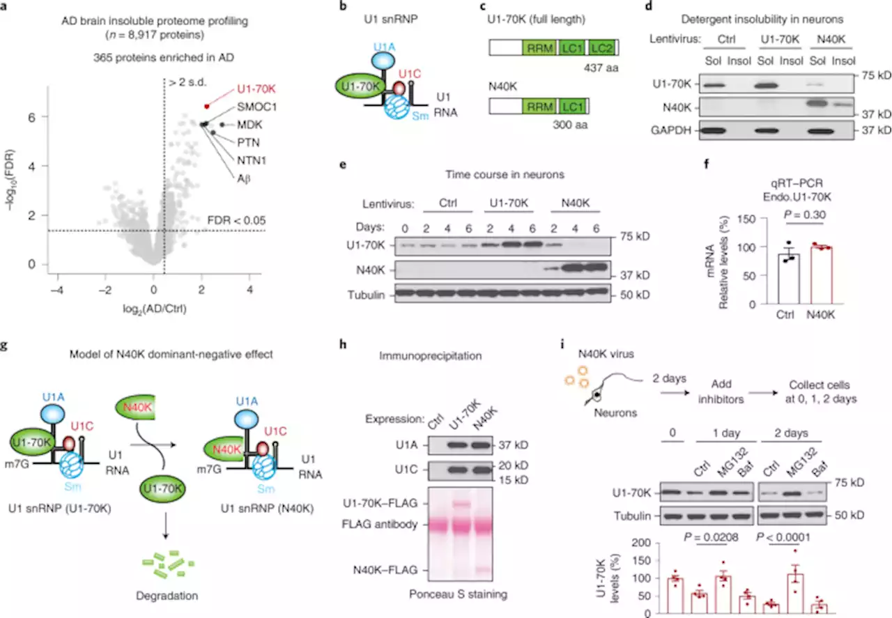 Alzheimer’s disease-associated U1 snRNP splicing dysfunction causes neuronal hyperexcitability and cognitive impairment - Nature Aging