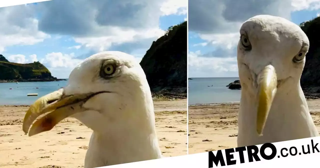 Seagull takes menacing selfie after woman leaves phone recording on beach