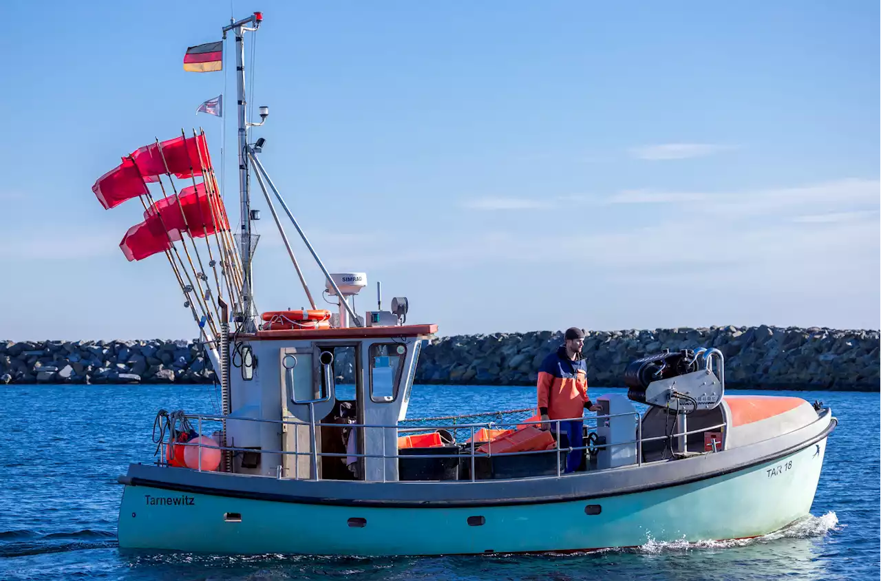 Ostsee-Fischer in der Krise: Deshalb werden Heringe zu Exoten