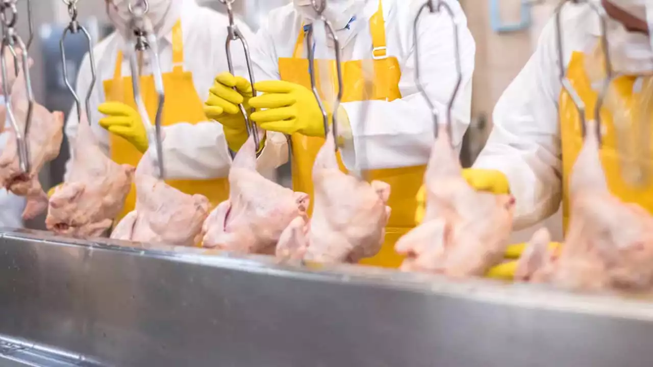 USDA Seeks Public Input on Proposed Changes to Poultry Production