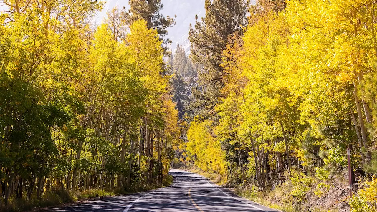 It's ‘Go Now!' Time for Fall Foliage in the Eastern Sierra