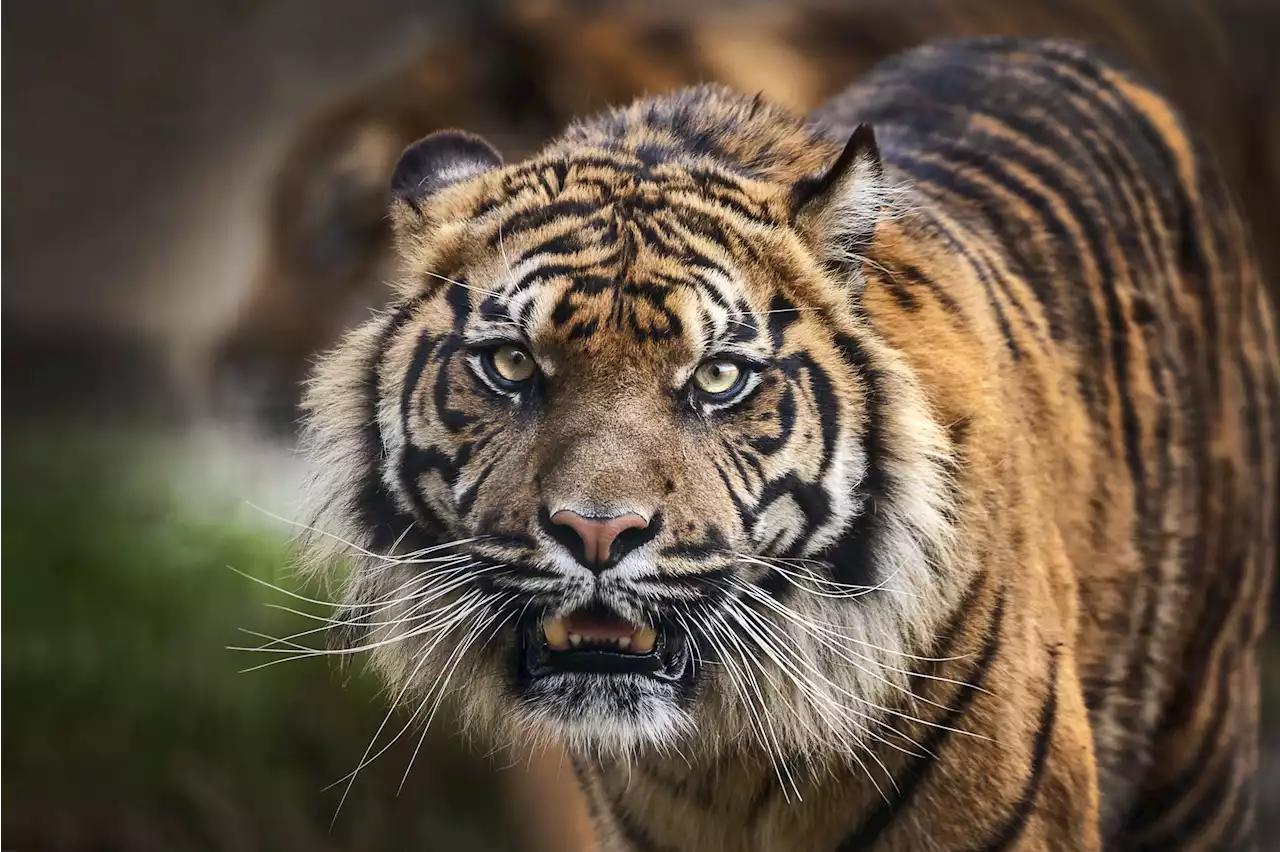 Man-eating tiger shot dead after killing at least nine people in rampage