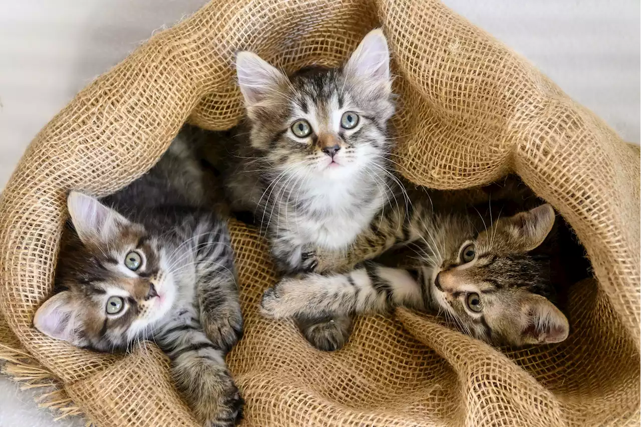 Sleeping Kitten in Ukrainian Soldier's Pocket Delights Internet