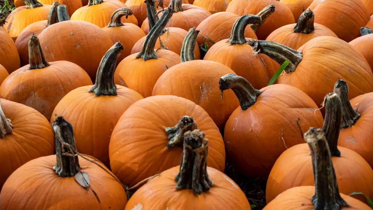 $402K of meth reportedly found in condom-filled pumpkins at Texas border