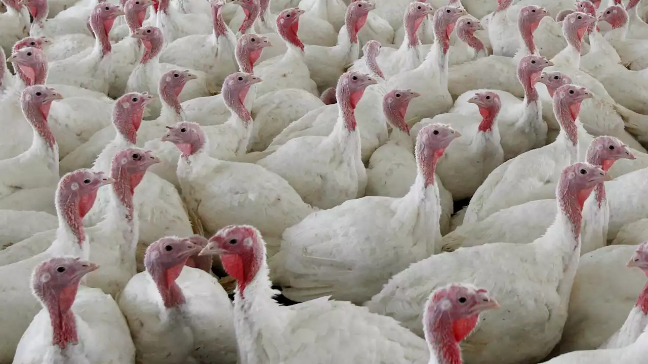 Fighting food poisoning: Big US poultry changes proposed