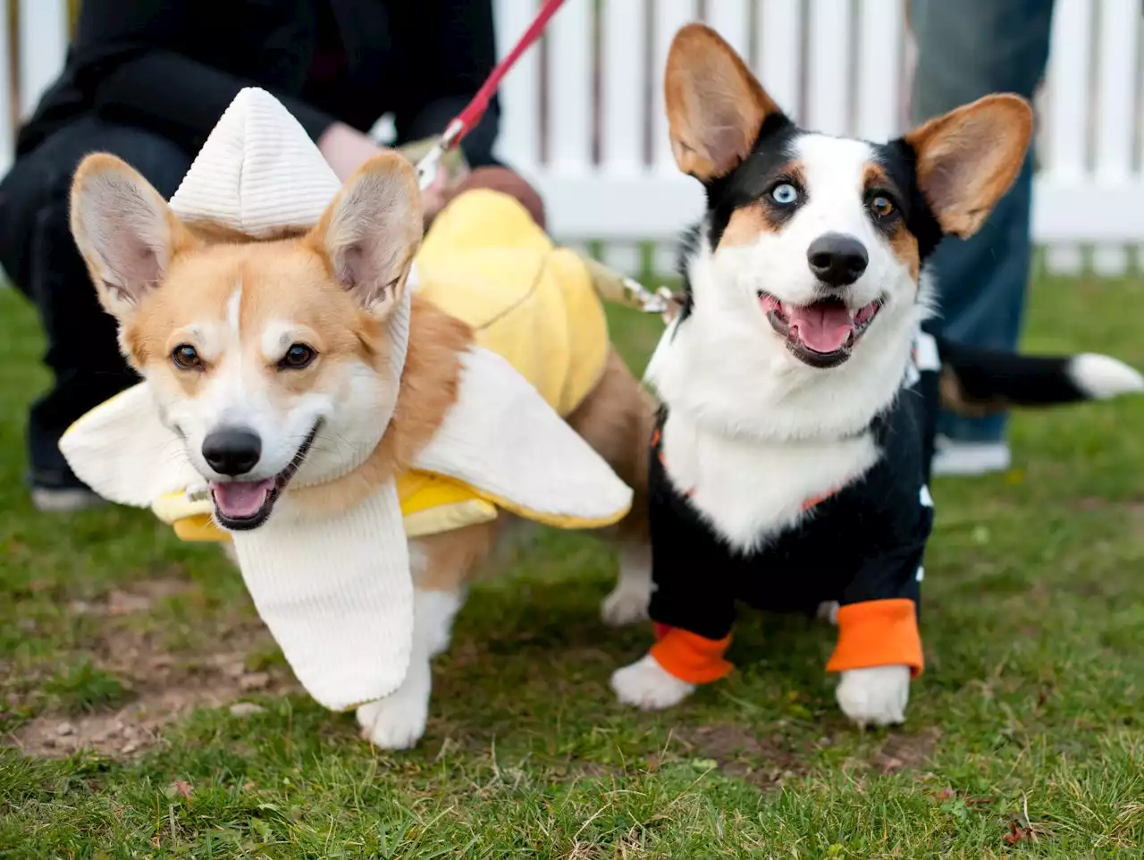 14 Dog-Friendly Halloween Events Around DC