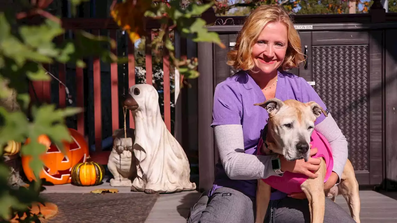 15-year-old pit bull gets second chance thanks to Pa. veterinarian