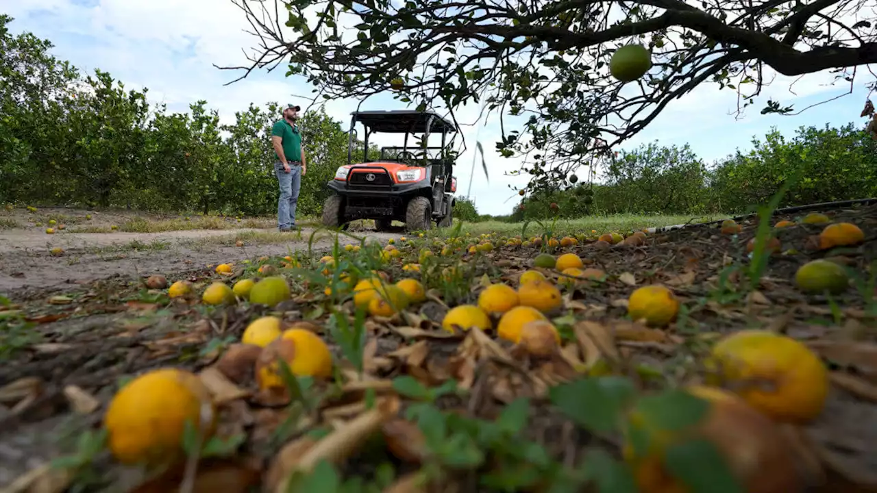 After Hurricane Ian, Florida citrus and agriculture struggle | amNewYork