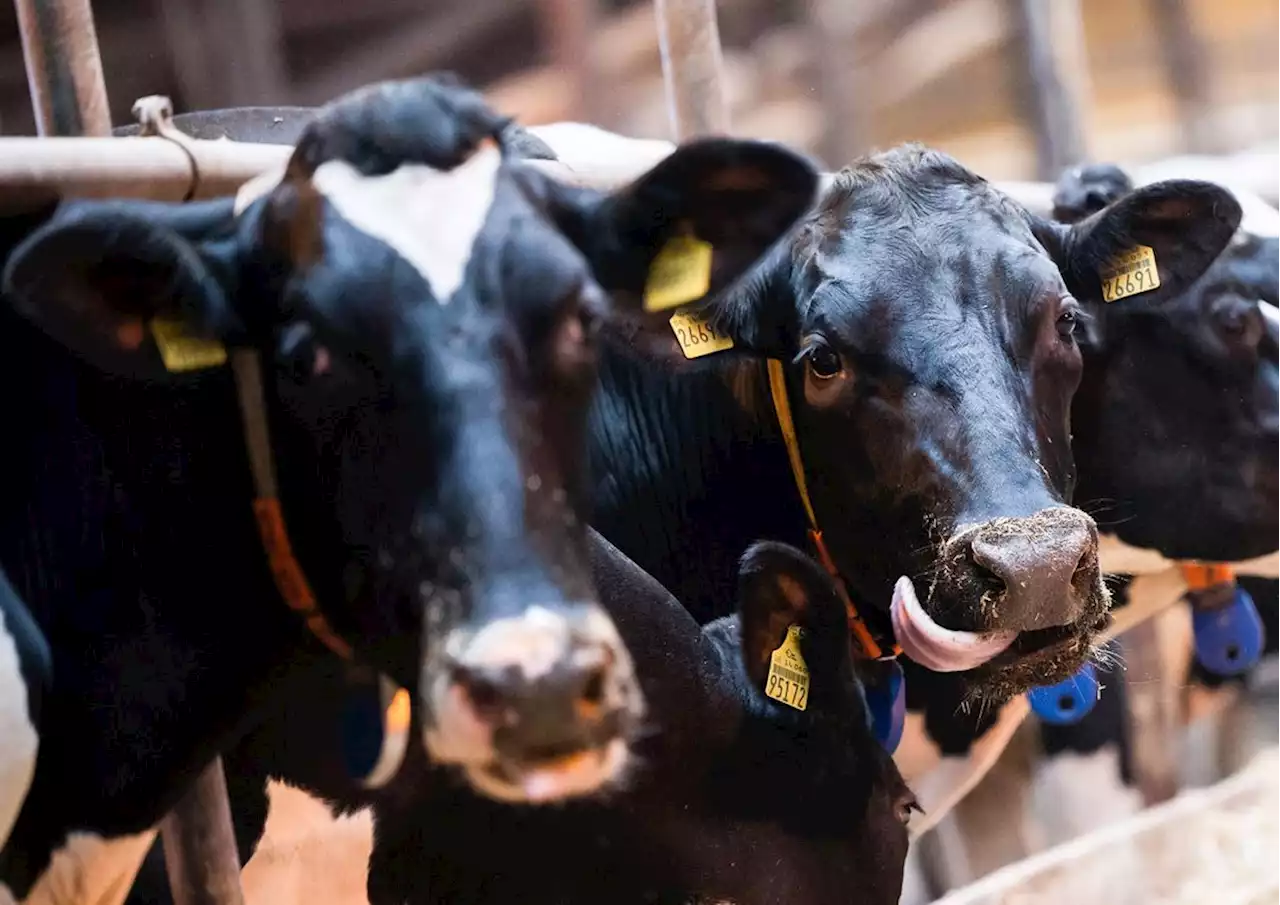 Erhöhung der Tierarztgebühren verärgert viele Landwirte