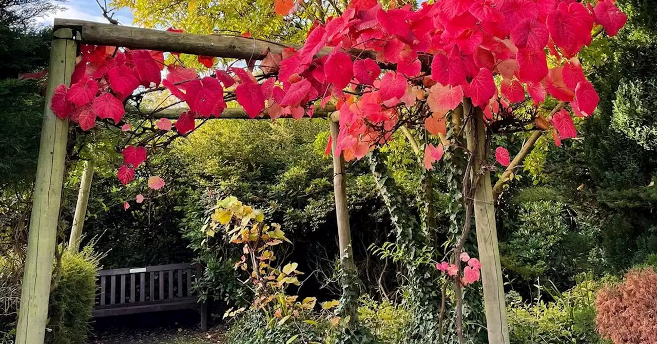 'Tranquil' hidden garden worth seeking out in Liverpool park