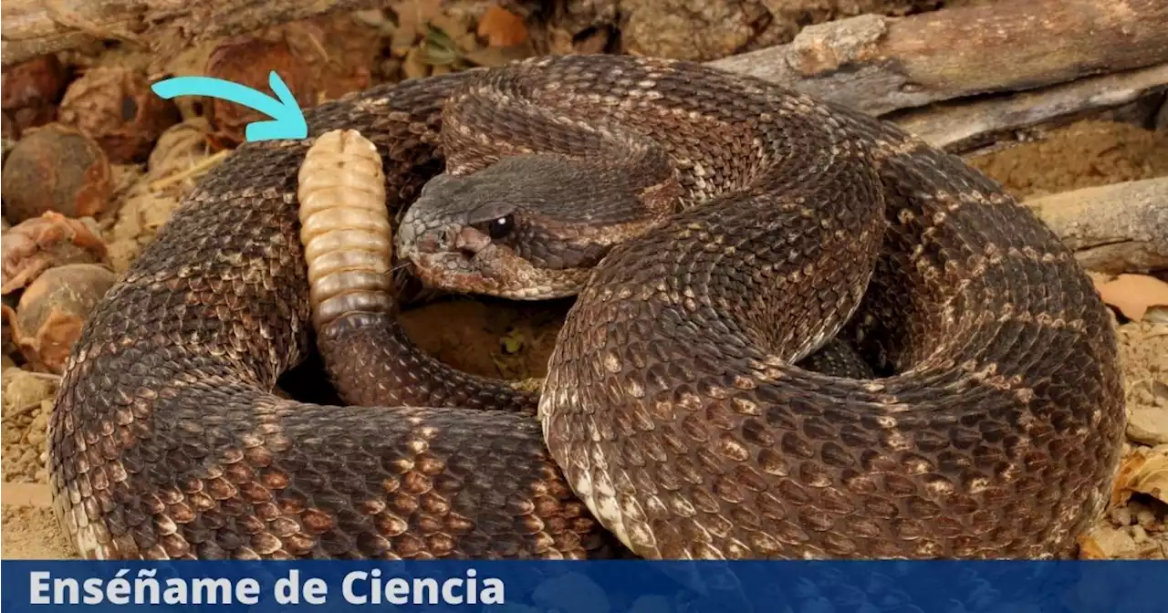 ¿Qué tiene adentro el cascabel de la víbora y cómo produce su particular sonido?