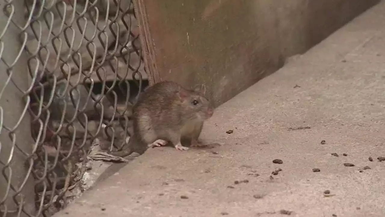 Huge increase in NYC rat sightings