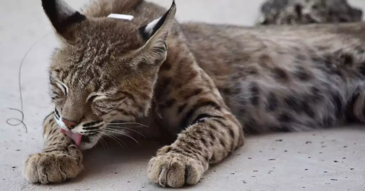 $1,150 reward for information on killing of a bobcat