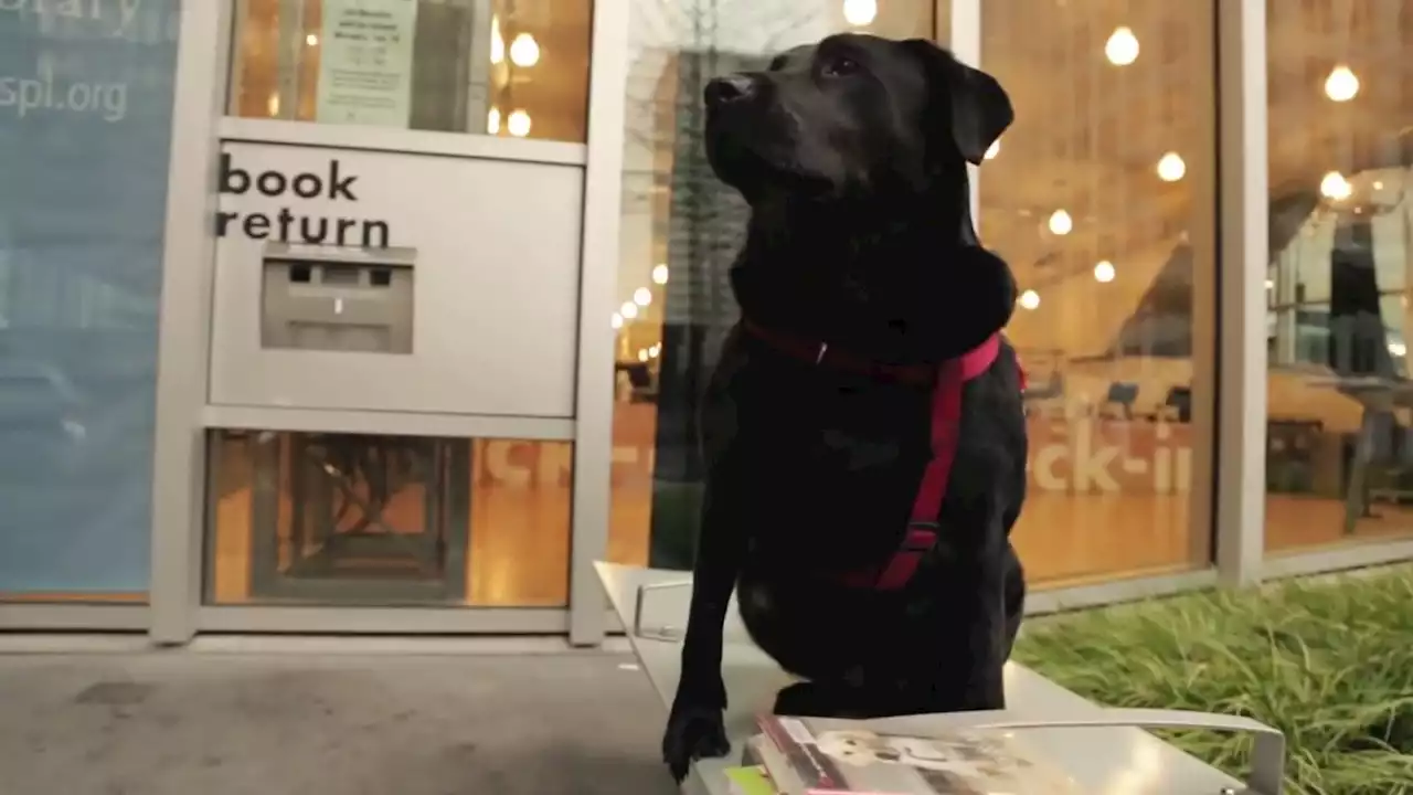 Eclipse, the Seattle dog who rides the bus by herself, dies