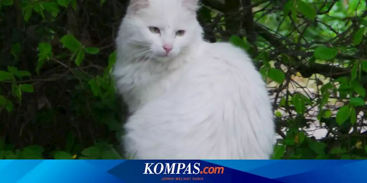 Jangan Sampai Salah, Ini 5 Ciri-ciri Kucing Anggora