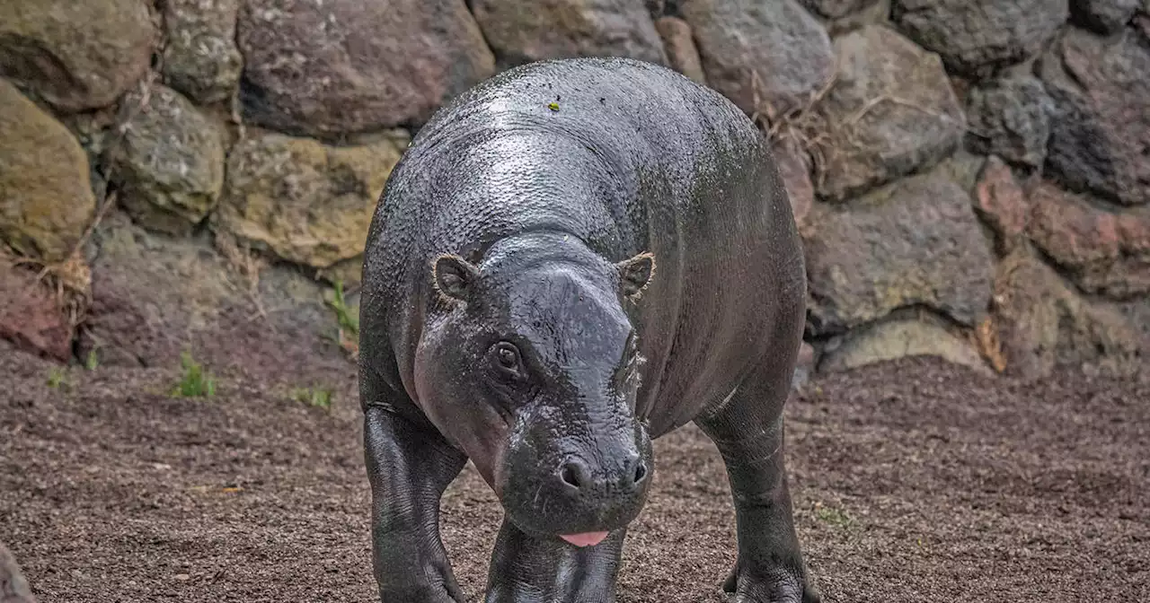 San Francisco zoo announces arrival of new pygmy hippo