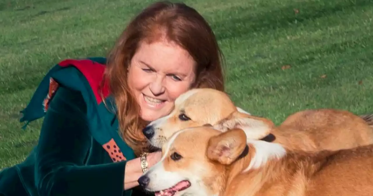 Royal fans 'heartbroken' as Sarah Ferguson snuggles up to Queen's corgis