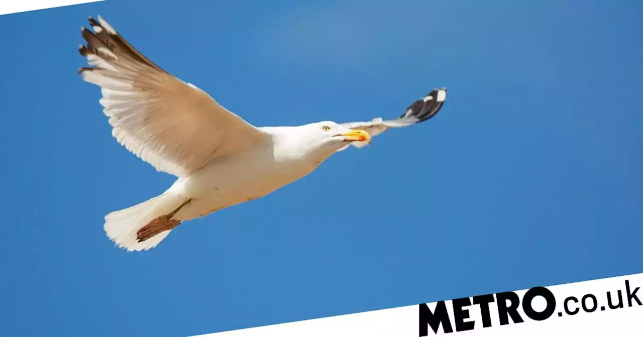 Gulls vanishing from seaside amid fears bird flu is hammering colonies