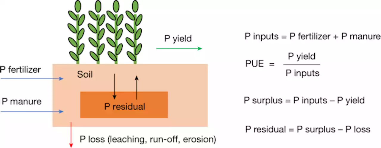 Global trends of cropland phosphorus use and sustainability challenges - Nature