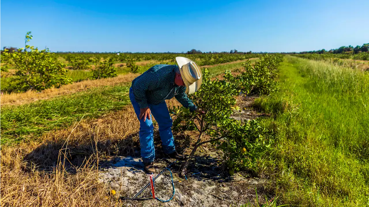 Florida agriculture has been slammed by Hurricane Ian