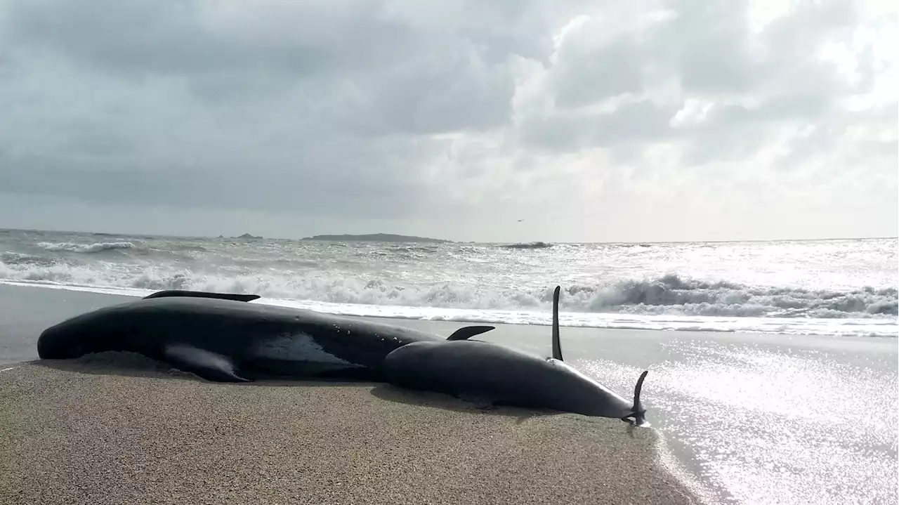 Recent whale strandings highlight the mystery that still baffles marine scientists