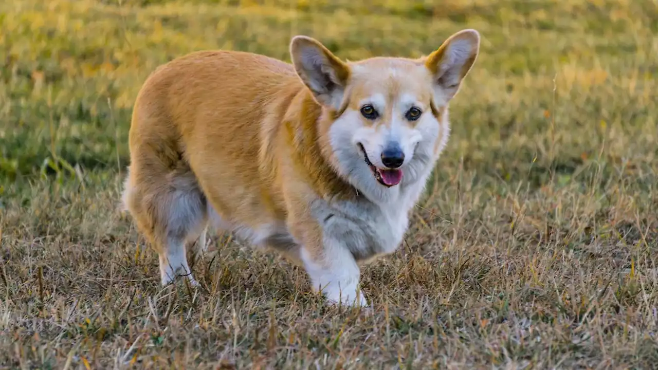 'Fergie' kuschelt mit geerbten Corgis