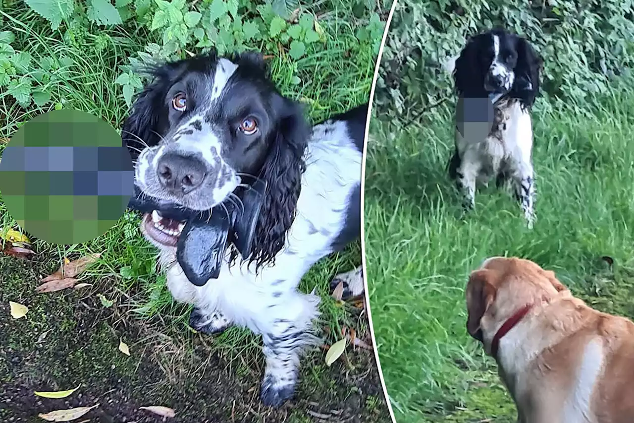 Dog finds X-rated ‘treasure’ on walk, refuses to drop it: He was ‘very pleased’