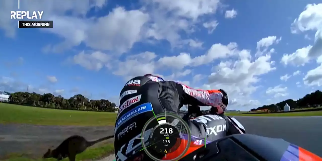 Wallaby Hops Through MotoGP Practice, Ignoring 140 MPH Bikes