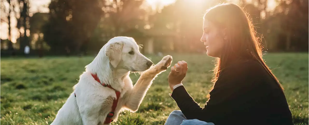 This Specific 'Pet Parenting Style' Seems to Make Dogs More Secure And Resilient