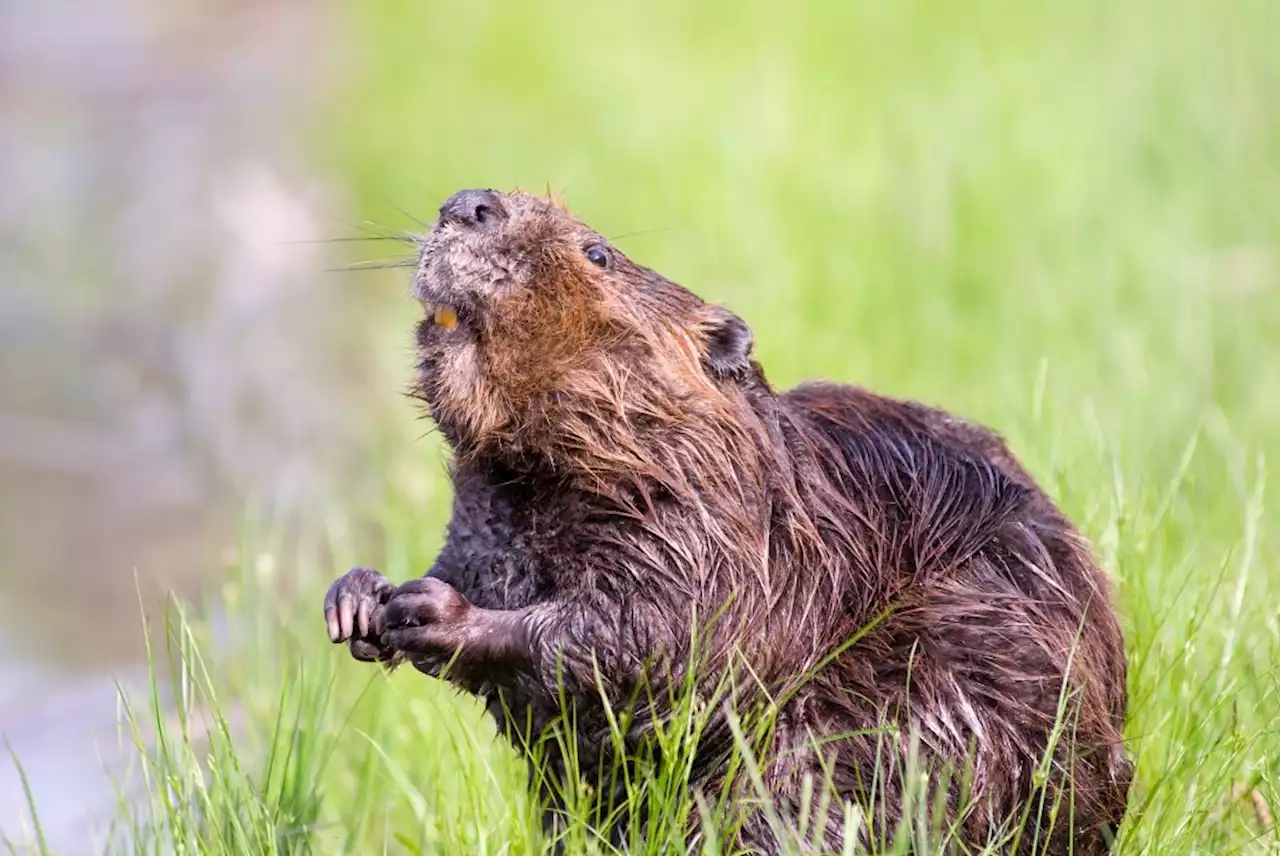 This Family’s Baby Tooth Tradition Involves Wooden Beavers & It’s … a Lot