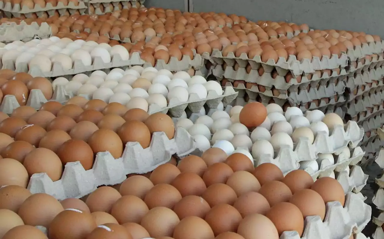 Domestic Trade Ministry will discuss with egg suppliers for solutions to unstable supply