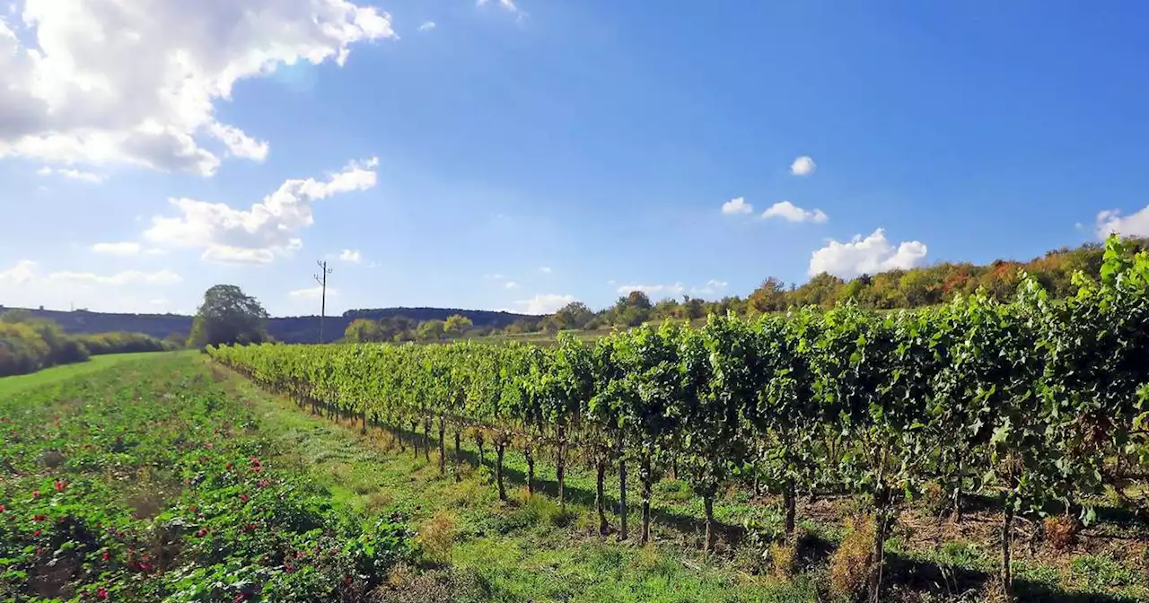 Historie im Saarpfalz-Kreis: Wie der Weinbau in den Bliesgau kam und wieder verschwand