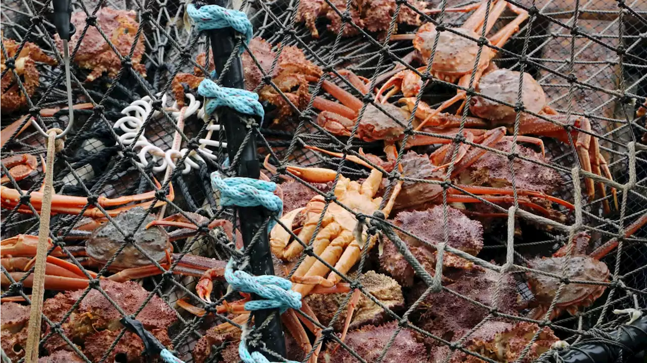 Alaska Cancels Snow Crab Season for First Time in History