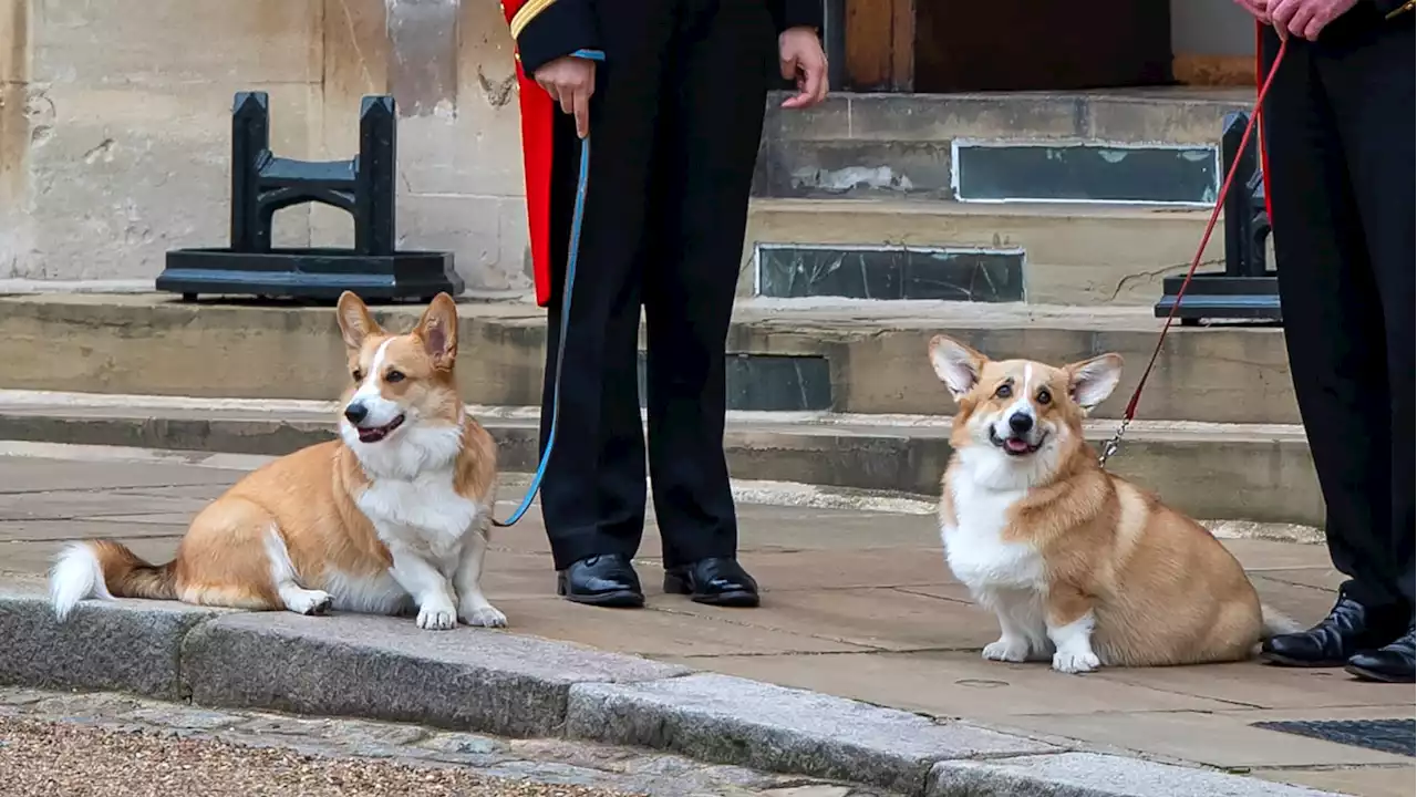 The Queen’s Corgis Had a Great Time Celebrating Sarah Ferguson’s 63rd Birthday