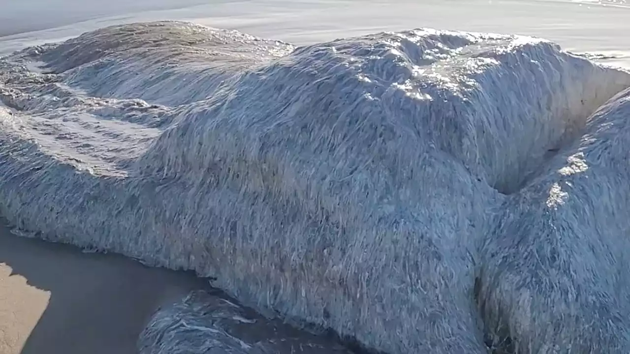 Mystery 'sea monster' the size of a truck with long white hair appear on beach