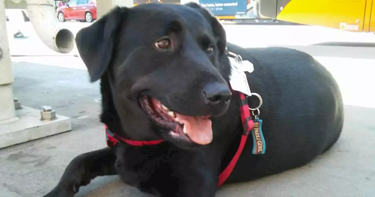 Eclipse, a Seattle dog who learned to take the bus alone, dies