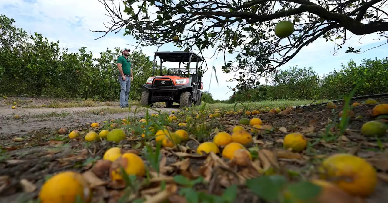 Florida's citrus and agriculture industries struggle after Hurricane Ian