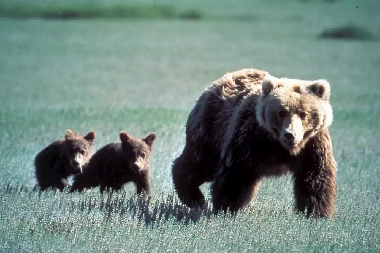 Registraron un impactante descenso de la fauna silvestre en todo el mundo