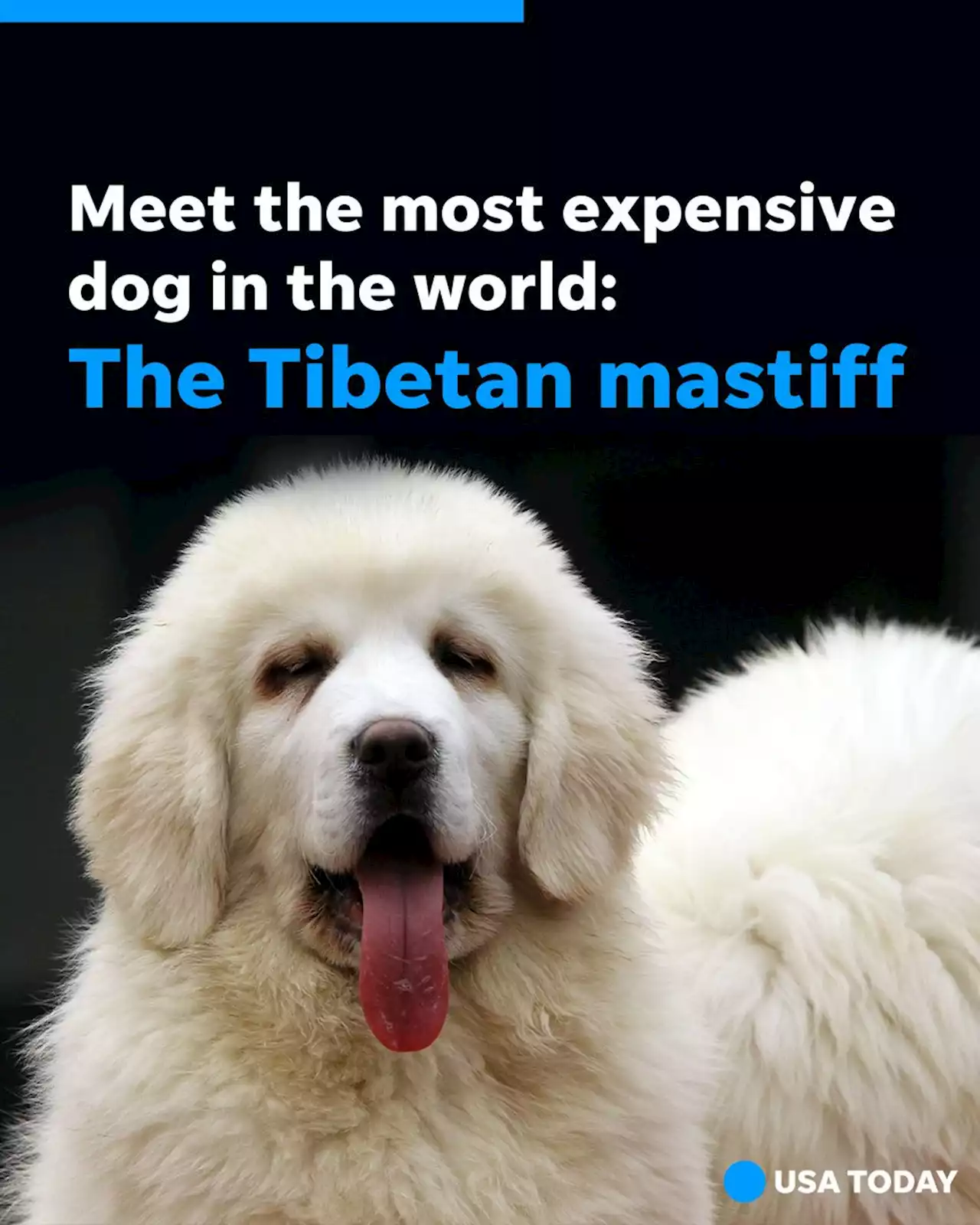 Meet the most expensive dog in the world, plus its contenders