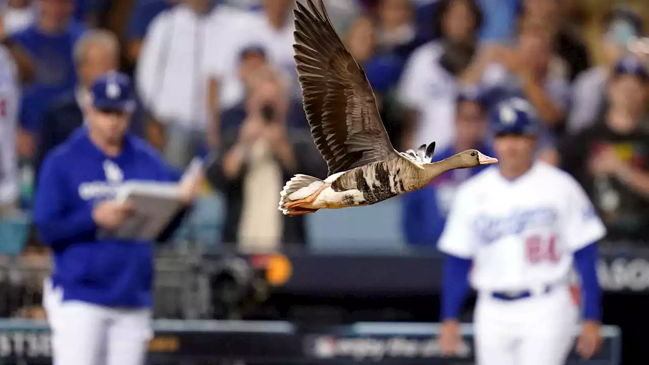 The Padres and Dodgers delivered everything that's great — and tense — about postseason baseball. Even a goose