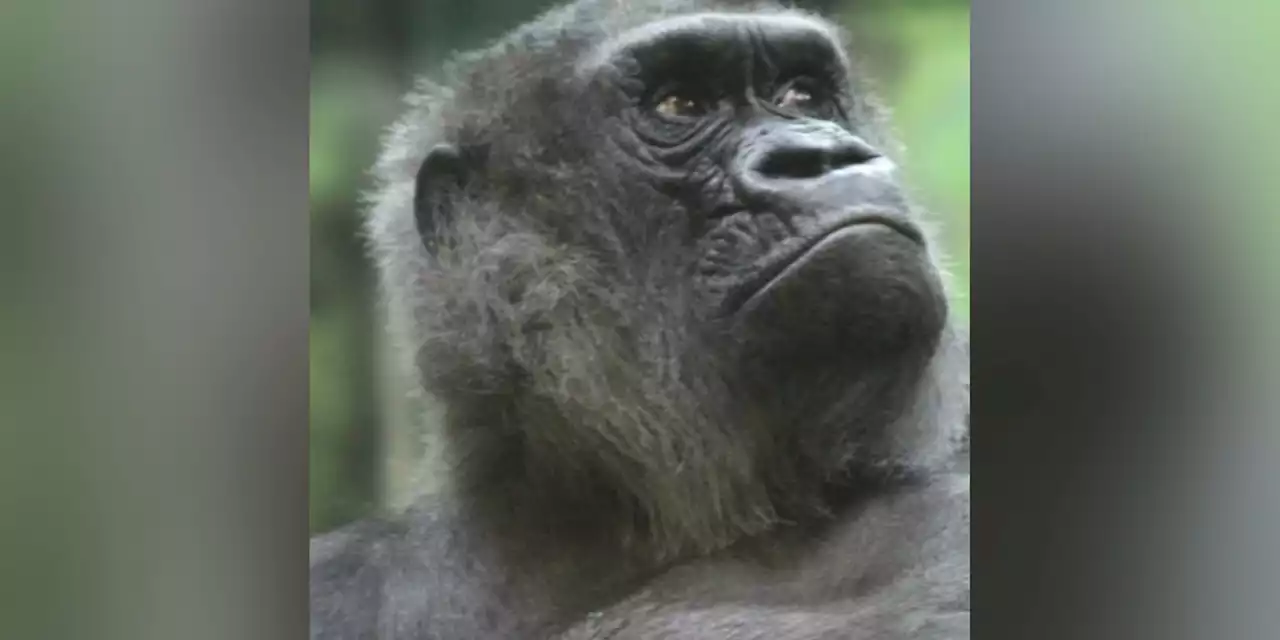 World’s 2nd oldest gorilla dies at zoo at 64 years old