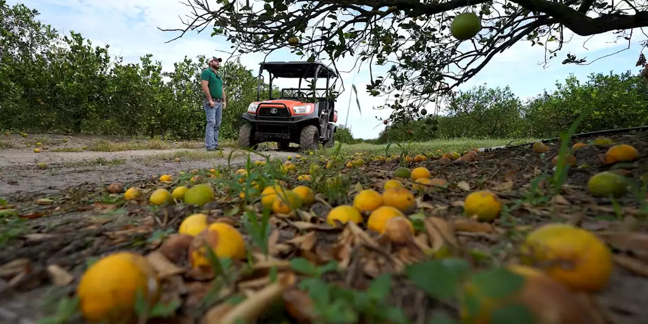 After Hurricane Ian, Florida citrus and agriculture struggle