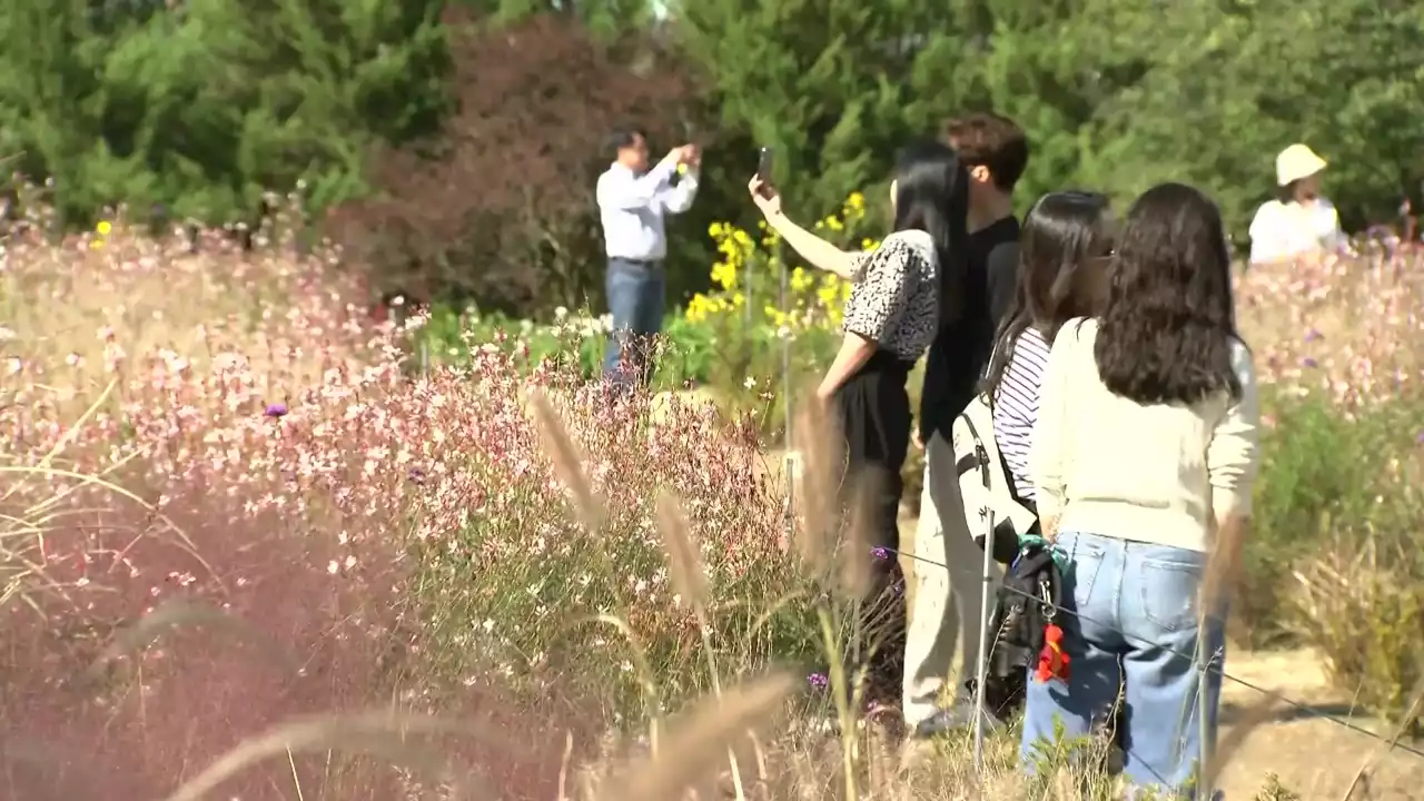 [날씨] 국화 축제 '북적'...내일도 선선한 가을