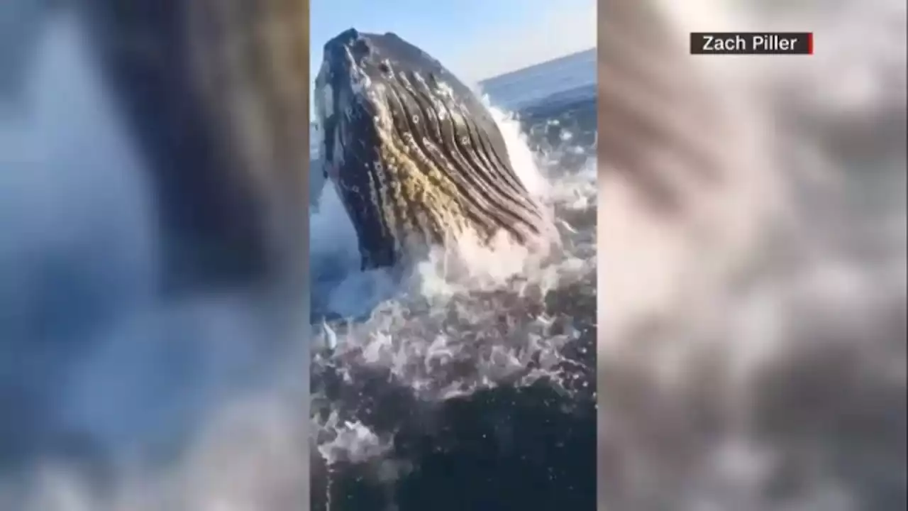 Humpback whale makes surprise appearance during New Jersey fishing trip